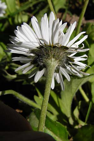 Bellis perennis / Common Daisy, Crete Agios Vasilios 1.4.2015