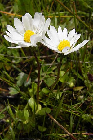 Bellis annua \ Einjhriges Gnseblmchen, Kreta Spili 5.4.2015