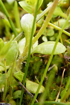 Bellis annua \ Einjhriges Gnseblmchen, Kreta Spili 5.4.2015