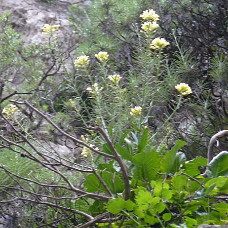 Brassica cretica \ Kretischer Kohl / Cretan Cabbage, Kreta/Crete Kotsifou - Schlucht / Gorge 2.4.2015