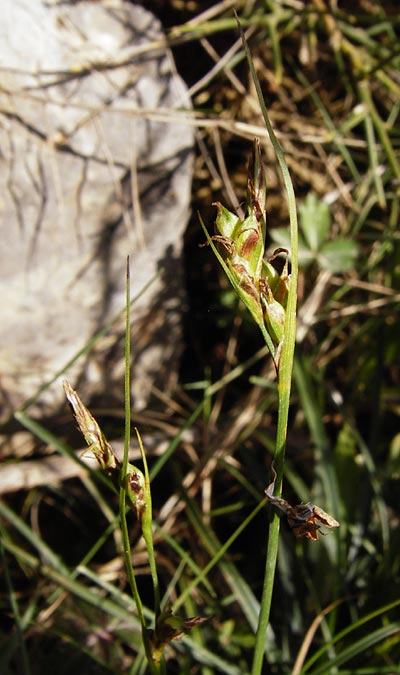 Carex halleriana \ Grundstielige Segge, Hallers Segge / Southern Sedge, Haller's Sedge, Kreta/Crete Arhanes, Jouhtas 30.3.2015