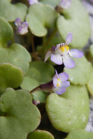 Cymbalaria longipes \ Langstieliges Zimbelkraut, Kreta Moni Kapsa 10.4.2015