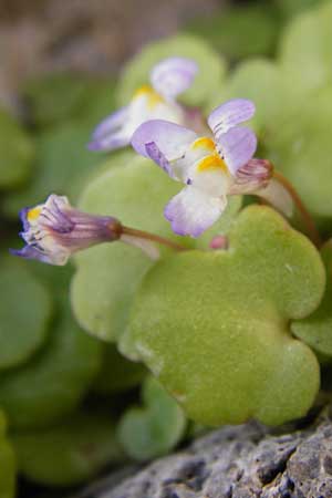 Cymbalaria longipes \ Langstieliges Zimbelkraut / Long-peduncle Toadflax, Kreta/Crete Moni Kapsa 10.4.2015