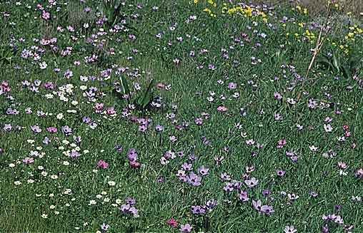 Anemone coronaria \ Kronen-Anemone / Poppy Anemone, Crown Anemone, Kreta/Crete Gournia 14.2.2002