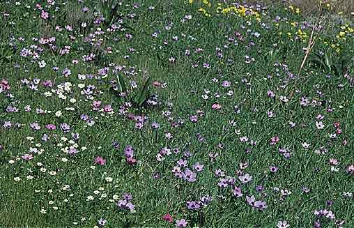 Anemone coronaria \ Kronen-Anemone, Kreta Gournia 14.2.2002