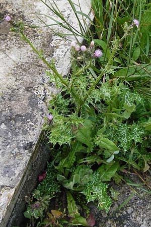 Carduus pycnocephalus \ Knuelkpfige Distel / Plymouth Thistle, Kreta/Crete Moni Toplou 9.4.2015