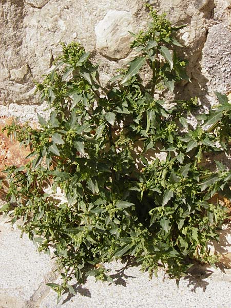 Chenopodium quinoa \ Reismelde, Inka-Reis / Quinoa, Kreta/Crete Heraklion 31.3.2015