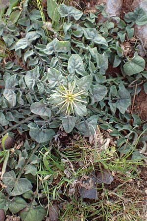 Centaurea raphanina subsp. raphanina \ Rettichartige Flockenblume, Kreta Arhanes, Jouhtas 30.3.2015