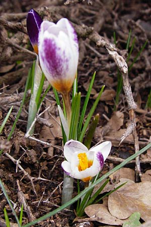 Crocus sieberi / Cretan Crocus, Snow Crocus, Crete Ideon Andron 2.4.2015