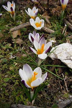 Crocus sieberi / Cretan Crocus, Snow Crocus, Crete Ideon Andron 2.4.2015