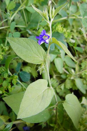 Convolvulus siculus \ Sizilianische Winde, Kreta Perivolakia - Schlucht 10.4.2015