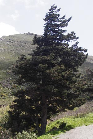 Cupressus sempervirens var. horizontalis \ Mittelmeer-Zypresse / Mediterranean Cypress, Kreta/Crete Preveli 3.4.2015