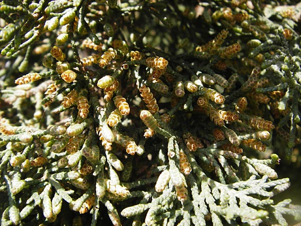 Cupressus sempervirens var. horizontalis \ Mittelmeer-Zypresse / Mediterranean Cypress, Kreta/Crete Preveli 3.4.2015