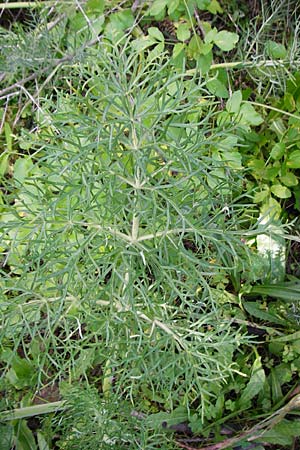 Thapsia garganica ? \ Gargano-Purgierdolde / Italian Thapsia, Kreta/Crete Kritsa 11.4.2015