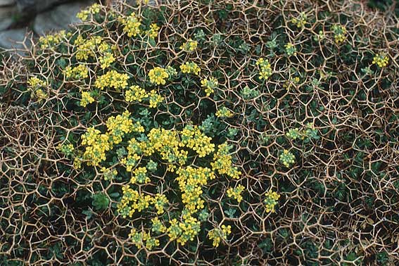 Euphorbia acanthothamnos \ Dornbusch-Wolfsmilch, Kreta Ideon Andron 11.4.1990