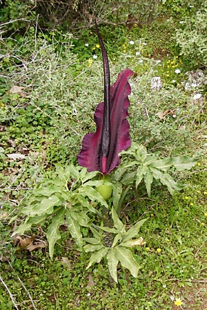 Dracunculus vulgaris \ Schlangenwurz, Drachenwurz / Voodoo Lily, Kreta/Crete Zakros - Schlucht / Gorge 8.4.2015