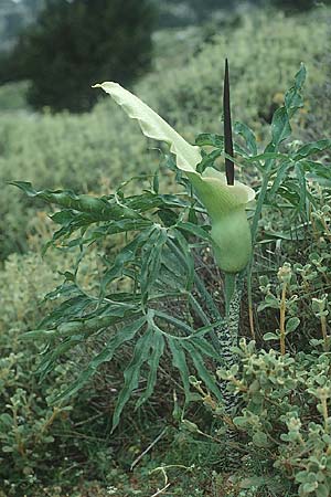 Dracunculus vulgaris \ Schlangenwurz, Drachenwurz / Voodoo Lily, Kreta/Crete Kamares 10.5.1991