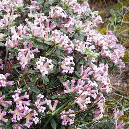 Daphne sericea \ Berg-Seidelbast / Silky Daphne, Kreta/Crete Thripti 10.4.2015