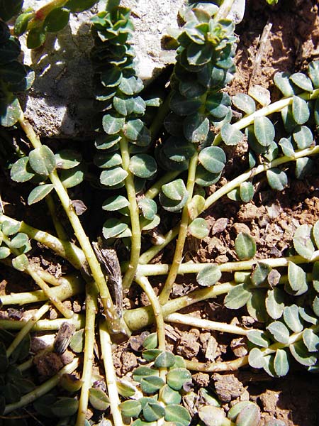 Euphorbia dimorphocaulon \ Zweigestaltige Wolfsmilch, Kreta Arhanes, Jouhtas 30.3.2015