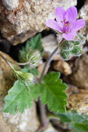 Erodium moschatum \ Moschus-Reiherschnabel, Kreta Vai 9.4.2015