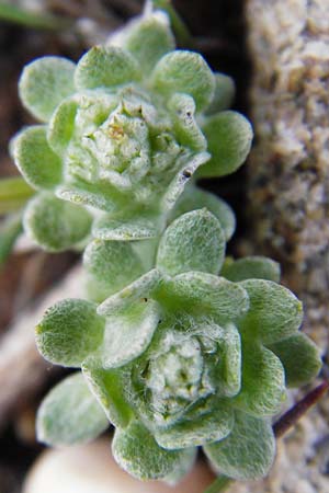 Filago pygmaea / Pygmy Cudweed, Crete Moni Kapsa 10.4.2015