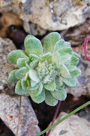 Filago pygmaea \ Zwerg-Edelwei / Pygmy Cudweed, Kreta/Crete Moni Kapsa 10.4.2015