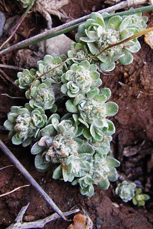 Filago pygmaea \ Zwerg-Edelwei / Pygmy Cudweed, Kreta/Crete Moni Kapsa 10.4.2015