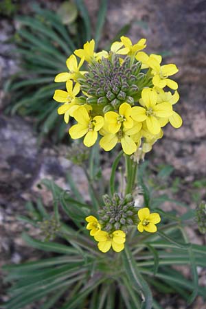 Erysimum raulini \ Schterich / Treacle Mustard, Kreta/Crete Agia Fotini 5.4.2015