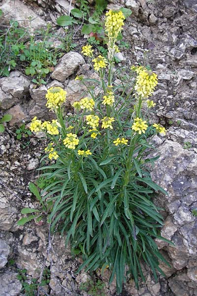 Erysimum raulini \ Schterich / Treacle Mustard, Kreta/Crete Agia Fotini 5.4.2015