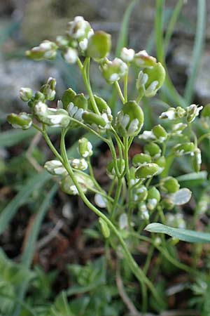 Draba spathulata / Pound-Podded Whitlowgrass, Crete Arhanes, Jouhtas 30.3.2015