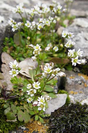 Draba verna agg. \ Frhlings-Hungerblmchen / Common Whitlowgrass, Kreta/Crete Ideon Andron 2.4.2015