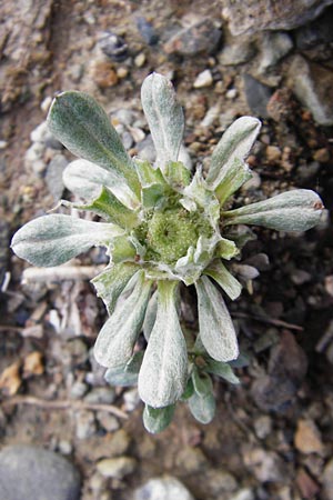 Filago pygmaea / Pygmy Cudweed, Crete Meronas 5.4.2015