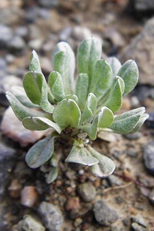 Filago pygmaea \ Zwerg-Edelwei, Kreta Meronas 5.4.2015
