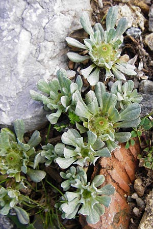 Filago pygmaea \ Zwerg-Edelwei, Kreta Meronas 5.4.2015