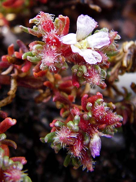 Frankenia hirsuta \ Rauhaarige Seeheide / Hairy Sea Heath, Kreta/Crete Itanos 9.4.2015