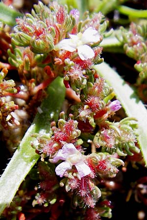 Frankenia hirsuta \ Rauhaarige Seeheide / Hairy Sea Heath, Kreta/Crete Itanos 9.4.2015