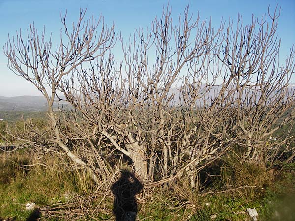 Ficus carica \ Feigenbaum / Fig, Kreta/Crete Choudetsi 1.4.2015