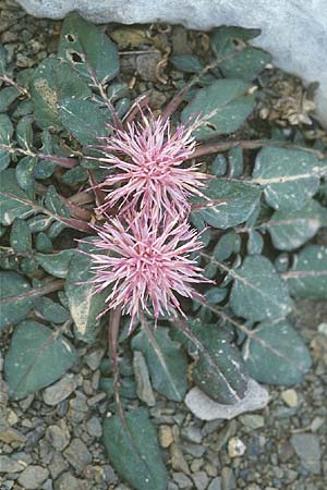 Centaurea raphanina subsp. raphanina \ Rettichartige Flockenblume / Knapweed, Kreta/Crete Katharon - Ebene/Plateau 24.4.2001