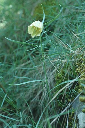 Fritillaria messanensis subsp. messanensis \ Messina-Schachblume / Messina Fritillary, Kreta/Crete Samaria - Schlucht / Gorge 17.5.1991