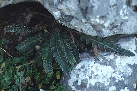 Asplenium ceterach / Rustyback, Scale Fern, Crete Tilisos 11.4.1990