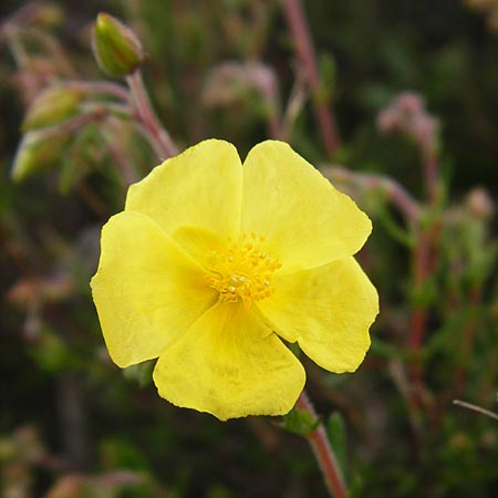 Fumana arabica \ Zwerg-Nadelrschen / Mediterranean Sun-Rose, Kreta/Crete Zakros - Schlucht / Gorge 8.4.2015