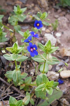 Lysimachia loeflingii \ Acker-Gauchheil / Scarlet Pimpernel, Kreta/Crete Zakros - Schlucht / Gorge 8.4.2015