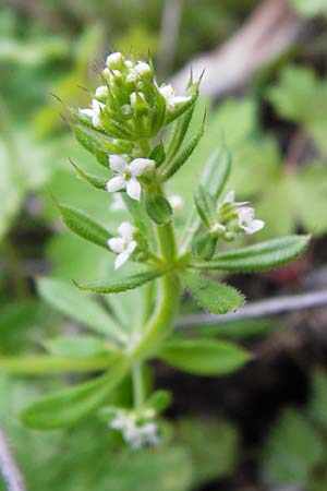 Galium aparine \ Kletten-Labkraut, Klebkraut / Cleavers, Sticky Willy, Kreta/Crete Perivolakia - Schlucht / Gorge 10.4.2015