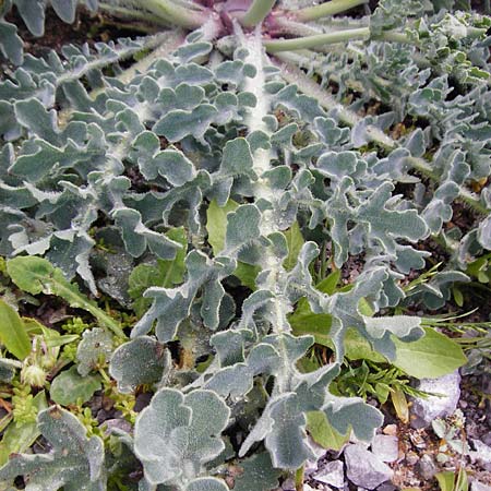 Glaucium flavum \ Gelber Hornmohn, Kreta Plakias Strand 6.4.2015