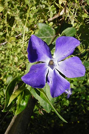 Vinca major \ Groes Immergrn / Greater Periwinkle, Kreta/Crete Knossos 1.4.2015