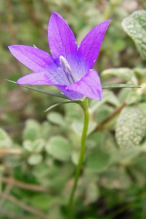 Campanula spathulata subsp. filicaulis \ Fadenstngelige Glockenblume / Thinstem Bellflower, Kreta/Crete Zakros - Schlucht / Gorge 8.4.2015