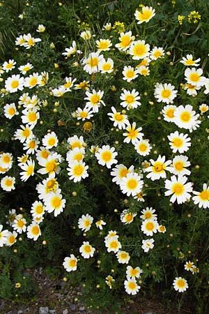 Glebionis coronaria \ Kronen-Wucherblume / Crown Daisy, Kreta/Crete Kavousi 11.4.2015