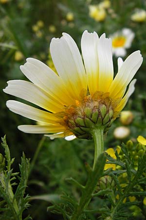 Glebionis coronaria \ Kronen-Wucherblume / Crown Daisy, Kreta/Crete Kavousi 11.4.2015