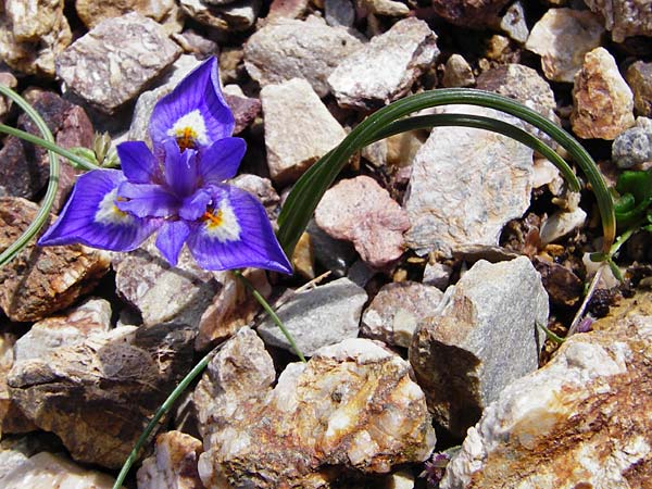 Moraea mediterranea \ Einblttrige Schwertlilie, Einblttrige Sand-Iris, Kreta Vai 9.4.2015