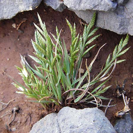 Catapodium marinum \ Dnen-Steifgras / Sea Fern Grass, Stiff Sand Grass, Kreta/Crete Moni Kapsa 10.4.2015